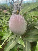 팜모닝 농사, 무엇이든 물어보세요!·참여글 게시글 이미지