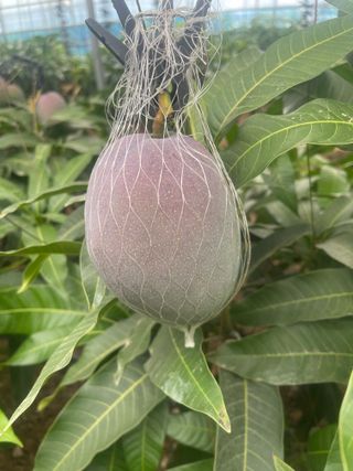 김경환님의 농사, 무엇이든 물어보세요! · 참여글 작성글 사진