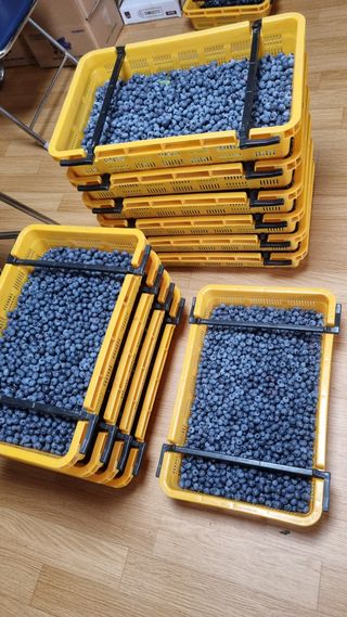 김현숙 블루베리 작두콩님의 자유주제 · 자유게시판 작성글 사진