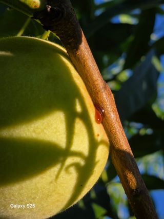 이세순님의 농사, 무엇이든 물어보세요! · 참여글 작성글 사진