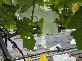 태일농산이정수님의 자유주제 · 자유게시판 작성글 사진