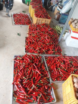 영수농원님의 자유주제 · 자유게시판 작성글 사진