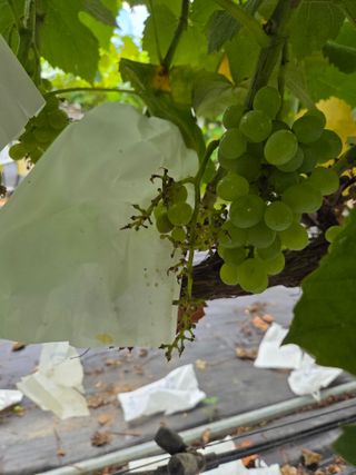 태일농산이정수님의 자유주제 · 자유게시판 작성글 사진