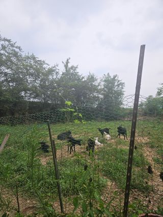 전법님의 자유주제 · 자유게시판 작성글 사진