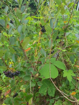 실로암농원님의 자유주제 · 자유게시판 작성글 사진