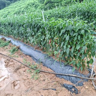 오영도님의 자유주제 · 자유게시판 작성글 사진