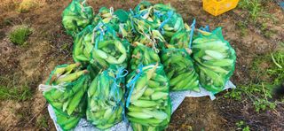 taiho cho님의 자유주제 · 자유게시판 작성글 사진