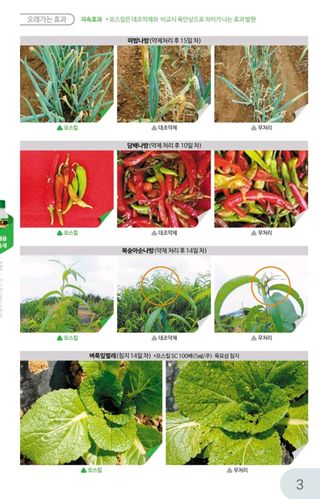 대산농사대장님의 고추 · 비료•농약 작성글 사진