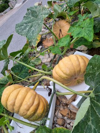 이상응님의 자유주제 · 자유게시판 작성글 사진