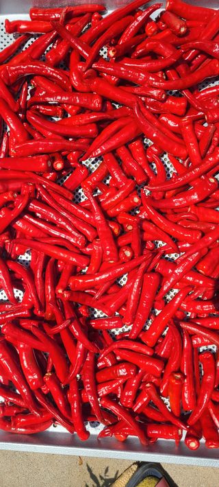 정진해님의 자유주제 · 자유게시판 작성글 사진