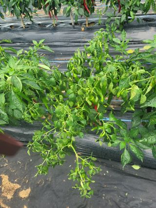 인치용님의 자유주제 · 사진전 작성글 사진