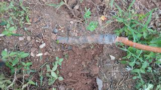 이명옥님의 사과 · 묘목•접목 작성글 사진