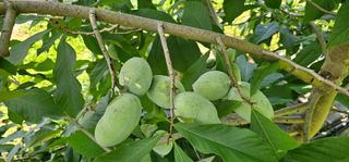 포포나무학교한치원님의 자유주제 · 자유게시판 작성글 사진