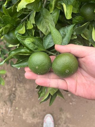 제철365님의 자유주제 · 자유게시판 작성글 사진