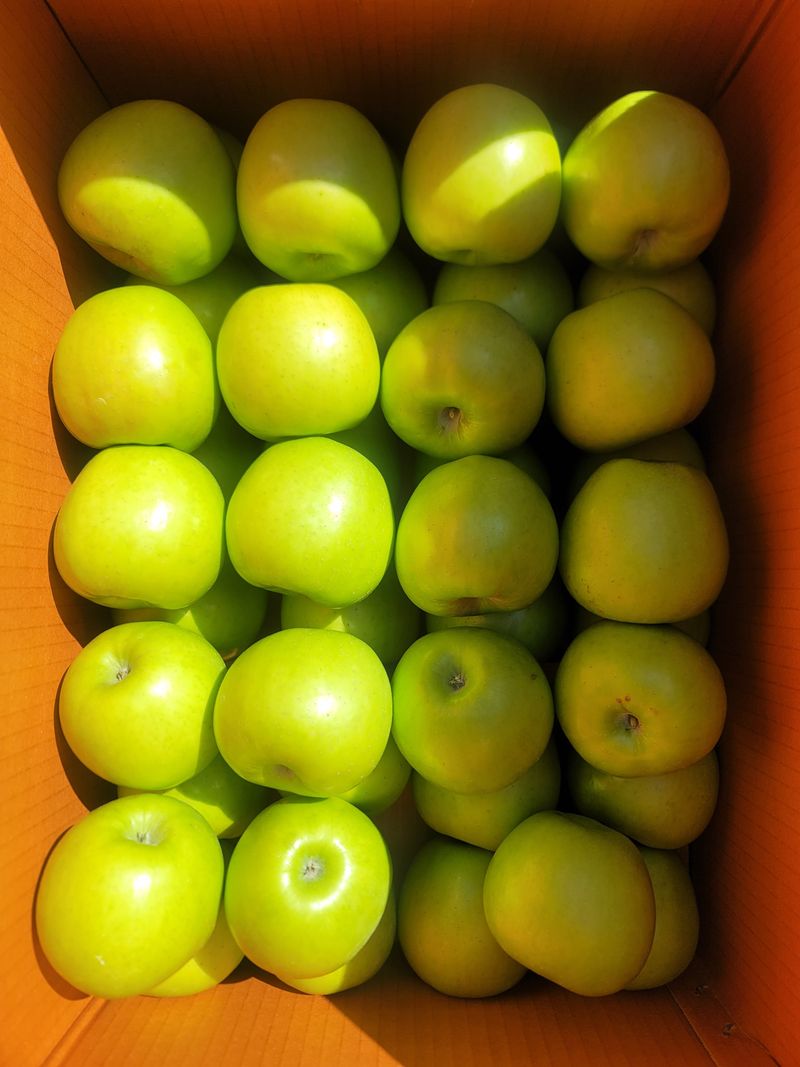 김재현님의 장터 판매 상품 [사과(아오리)] 첨부 사진