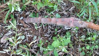 이명옥님의 사과 · 묘목•접목 작성글 사진