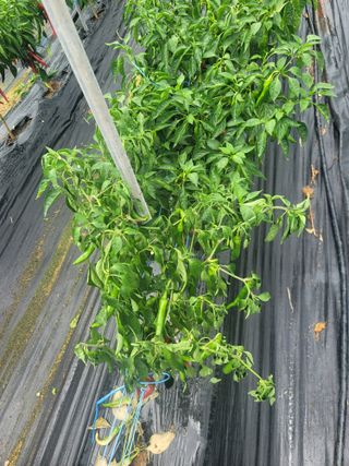 인치용님의 자유주제 · 자유게시판 작성글 사진