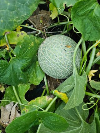 휘성님의 자유주제 · 자유게시판 작성글 사진