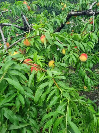 김용대님의 자유주제 · 자유게시판 작성글 사진