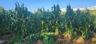 taiho cho님의 자유주제 · 자유게시판 작성글 사진