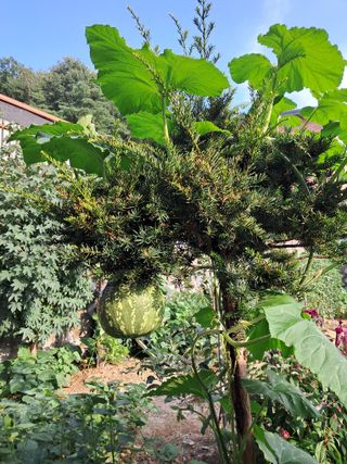 만월봉아지매님의 농사, 무엇이든 물어보세요! · 참여글 작성글 사진