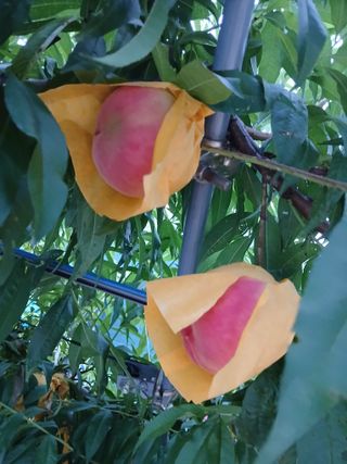 복자님의 복숭아 · 자유게시판 작성글 사진