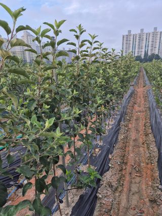 우리농원님의 자유주제 · 자유게시판 작성글 사진