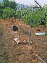 팜모닝 자유주제·자유게시판 게시글 이미지