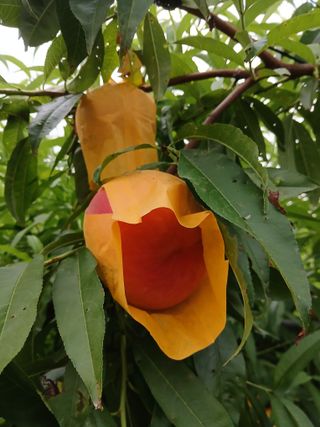 복자님의 복숭아 · 자유게시판 작성글 사진