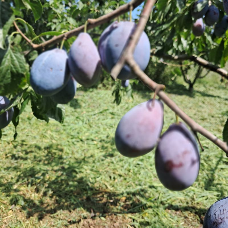 호명푸른농원님의 장터 판매 상품 [프룬(서양자두)2kg] 첨부 사진