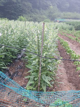 옥천서화농님의 자유주제 · 자유게시판 작성글 사진