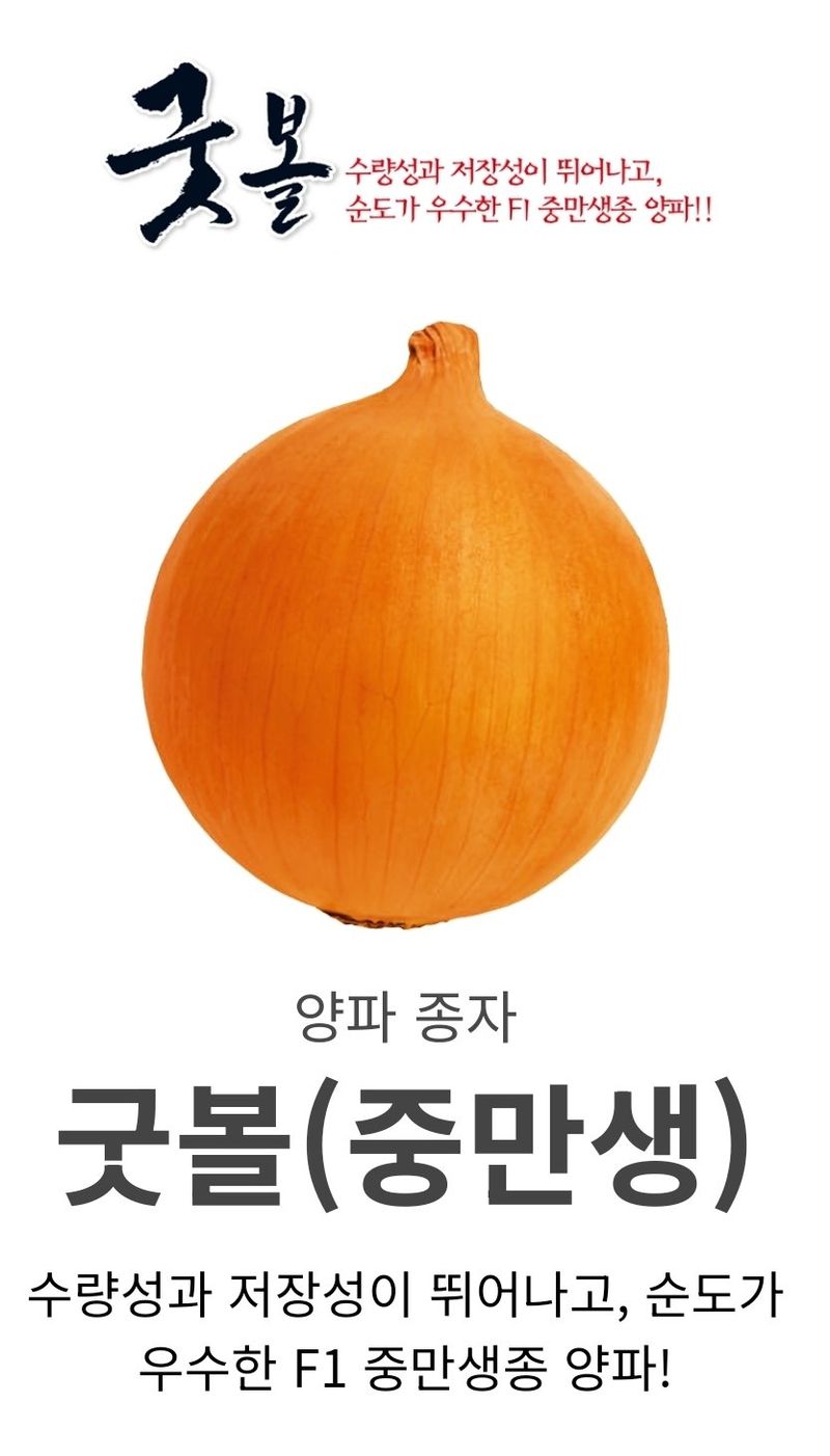 대산농사대장님의 장터 판매 상품 [굿볼 F1 양파 씨앗 저장성 순도 우수중만생 25.000립 ] 첨부 사진