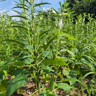 장기도님의 농사, 무엇이든 물어보세요! · 참여글 작성글 사진