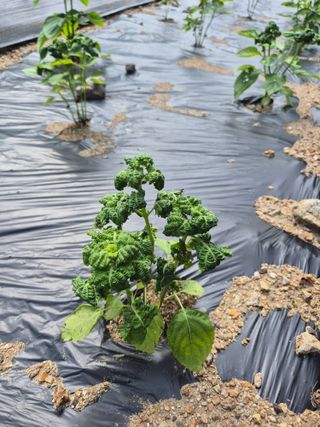 이지은님의 농사, 무엇이든 물어보세요! · 참여글 작성글 사진