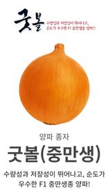 대산농사대장님의 양파·자유게시판 작성글 사진