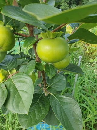 서선옥님의 자유주제 · 건의해요 작성글 사진