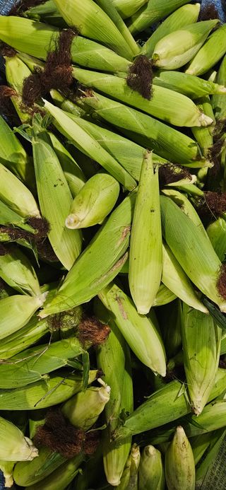 임 촌장.님의 자유주제 · 자유게시판 작성글 사진