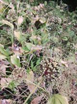 팜모닝 · 게시글 이미지