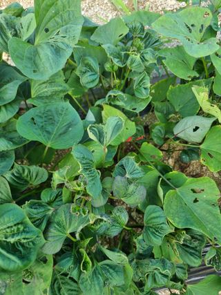 이선범님의 농사, 무엇이든 물어보세요! · 참여글 작성글 사진