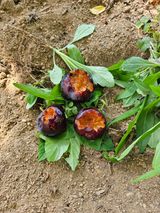 팜모닝 자유주제·자유게시판 게시글 이미지