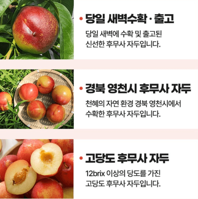 스피드번님의 장터 판매 상품 [국내산 도담/추희자두] 첨부 사진