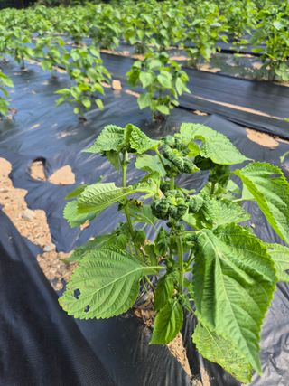 이지은님의 농사, 무엇이든 물어보세요! · 참여글 작성글 사진