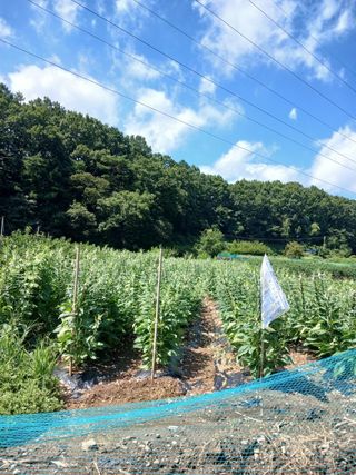 옥천서화농님의 자유주제 · 자유게시판 작성글 사진