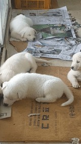 팜모닝 자유주제·자유게시판 게시글 이미지