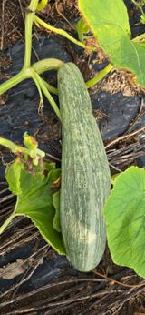 팜모닝 농사, 무엇이든 물어보세요!·참여글 게시글 이미지