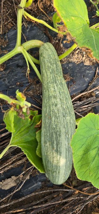 화수목님의 농사, 무엇이든 물어보세요! · 참여글 작성글 사진