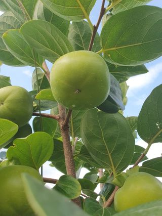 서선옥님의 자유주제 · 건의해요 작성글 사진