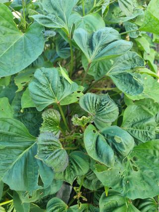 이선범님의 농사, 무엇이든 물어보세요! · 참여글 작성글 사진