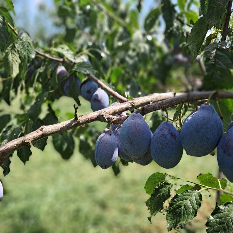 장터 상품 [프룬(서양자두)2kg] 썸네일