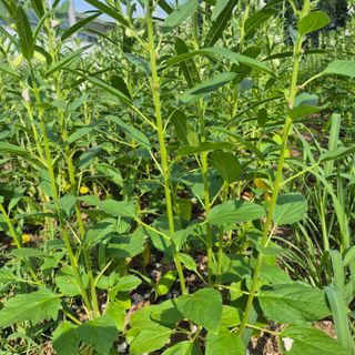 장기도님의 농사, 무엇이든 물어보세요! · 참여글 작성글 사진